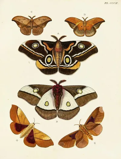 Foreign Butterflies Occurring In The Three Continents Asia Africa And America Pl 108