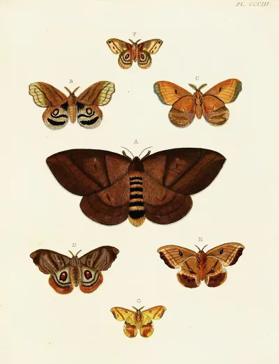 Foreign Butterflies Occurring In The Three Continents Asia Africa And America Pl 109
