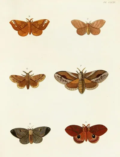 Foreign Butterflies Occurring In The Three Continents Asia Africa And America Pl 110