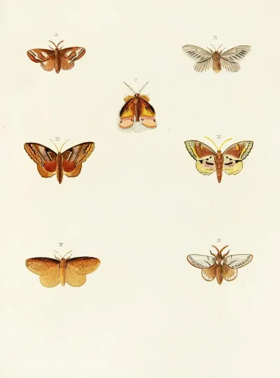 Foreign Butterflies Occurring In The Three Continents Asia Africa And America Pl 112