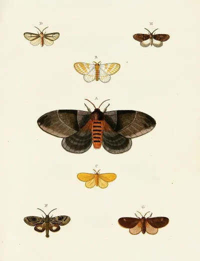 Foreign Butterflies Occurring In The Three Continents Asia Africa And America Pl 113
