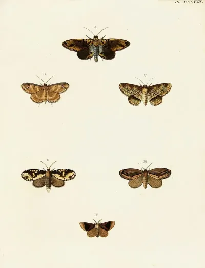 Foreign Butterflies Occurring In The Three Continents Asia Africa And America Pl 114