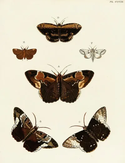 Foreign Butterflies Occurring In The Three Continents Asia Africa And America Pl 115