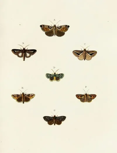 Foreign Butterflies Occurring In The Three Continents Asia Africa And America Pl 117