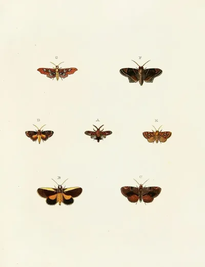 Foreign Butterflies Occurring In The Three Continents Asia Africa And America Pl 118