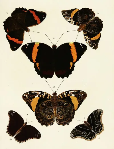 Foreign Butterflies Occurring In The Three Continents Asia Africa And America Pl 119