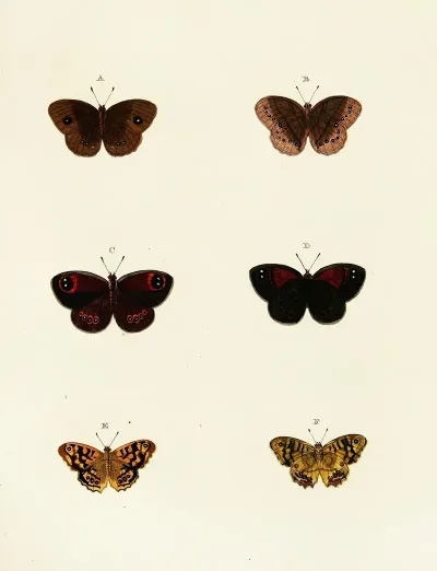 Foreign Butterflies Occurring In The Three Continents Asia Africa And America Pl 120