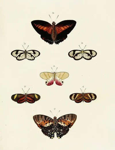 Foreign Butterflies Occurring In The Three Continents Asia Africa And America Pl 121