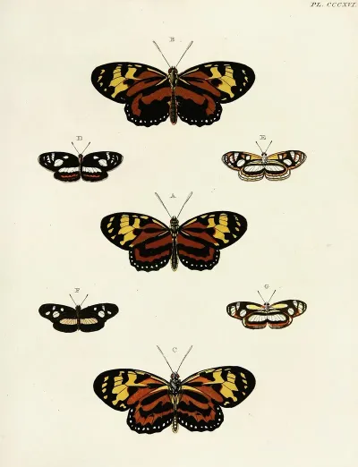 Foreign Butterflies Occurring In The Three Continents Asia Africa And America Pl 122