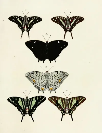 Foreign Butterflies Occurring In The Three Continents Asia Africa And America Pl 123