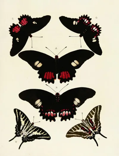 Foreign Butterflies Occurring In The Three Continents Asia Africa And America Pl 124