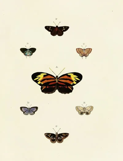 Foreign Butterflies Occurring In The Three Continents Asia Africa And America Pl 125