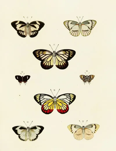 Foreign Butterflies Occurring In The Three Continents Asia Africa And America Pl 126