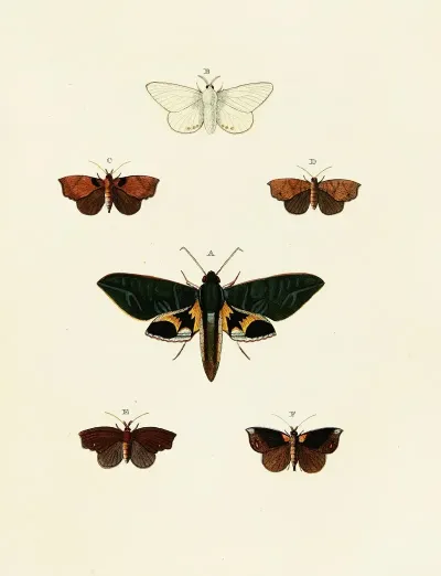 Foreign Butterflies Occurring In The Three Continents Asia Africa And America Pl 127