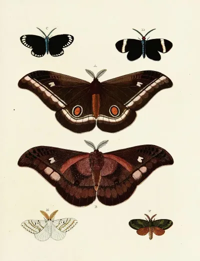 Foreign Butterflies Occurring In The Three Continents Asia Africa And America Pl 128