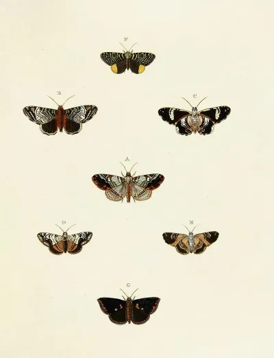 Foreign Butterflies Occurring In The Three Continents Asia Africa And America Pl 130