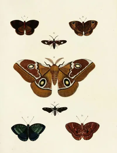 Foreign Butterflies Occurring In The Three Continents Asia Africa And America Pl 131