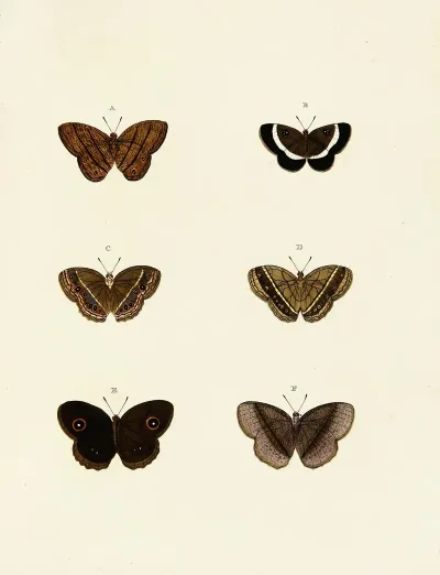 Foreign Butterflies Occurring In The Three Continents Asia Africa And America Pl 132