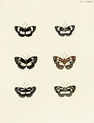 Foreign Butterflies Occurring In The Three Continents Asia Africa And America Pl 133