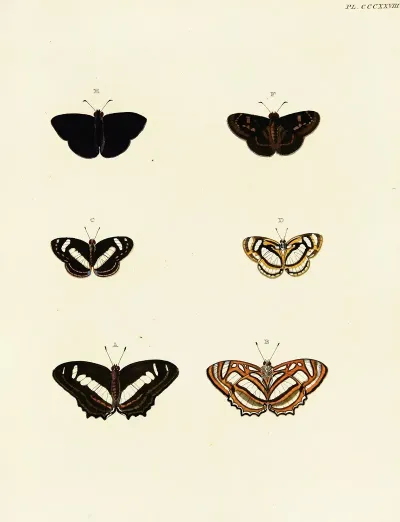 Foreign Butterflies Occurring In The Three Continents Asia Africa And America Pl 134