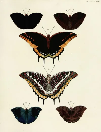 Foreign Butterflies Occurring In The Three Continents Asia Africa And America Pl 135