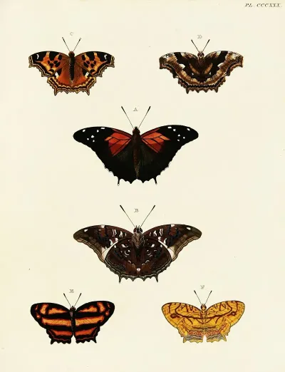 Foreign Butterflies Occurring In The Three Continents Asia Africa And America Pl 136