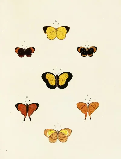 Foreign Butterflies Occurring In The Three Continents Asia Africa And America Pl 137