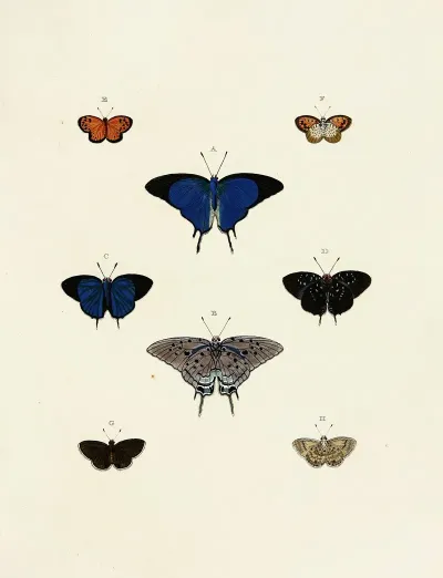 Foreign Butterflies Occurring In The Three Continents Asia Africa And America Pl 138