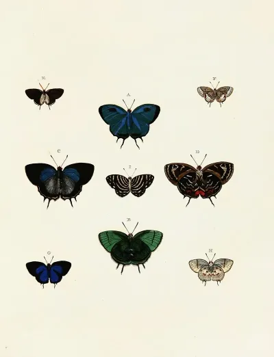 Foreign Butterflies Occurring In The Three Continents Asia Africa And America Pl 139