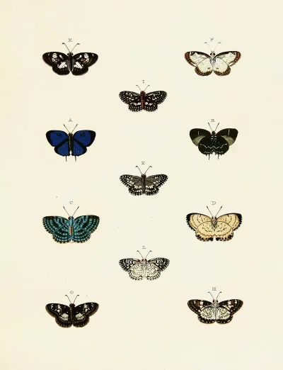 Foreign Butterflies Occurring In The Three Continents Asia Africa And America Pl 140