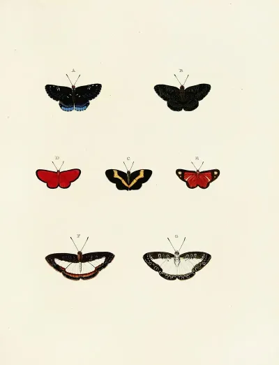 Foreign Butterflies Occurring In The Three Continents Asia Africa And America Pl 141