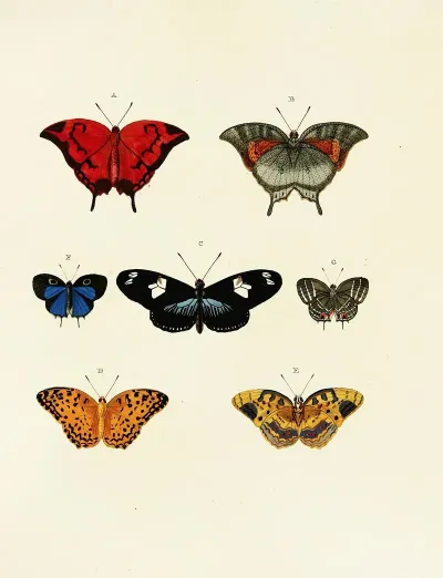 Foreign Butterflies Occurring In The Three Continents Asia Africa And America Pl 143