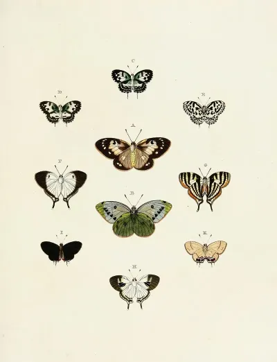 Foreign Butterflies Occurring In The Three Continents Asia Africa And America Pl 145