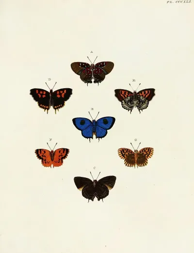 Foreign Butterflies Occurring In The Three Continents Asia Africa And America Pl 146