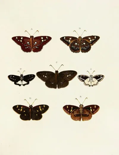 Foreign Butterflies Occurring In The Three Continents Asia Africa And America Pl 147