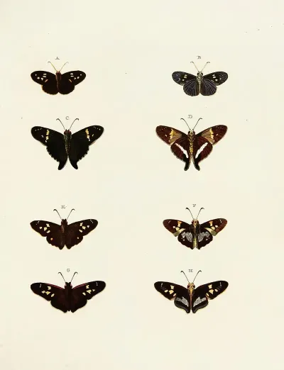 Foreign Butterflies Occurring In The Three Continents Asia Africa And America Pl 148