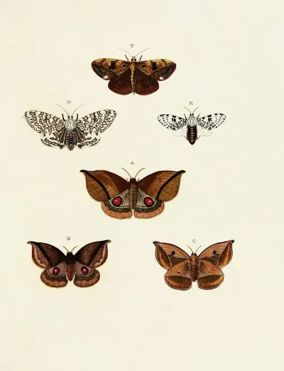 Foreign Butterflies Occurring In The Three Continents Asia Africa And America Pl 149