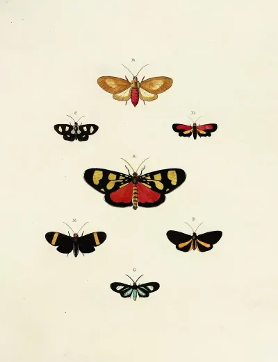 Foreign Butterflies Occurring In The Three Continents Asia Africa And America Pl 150