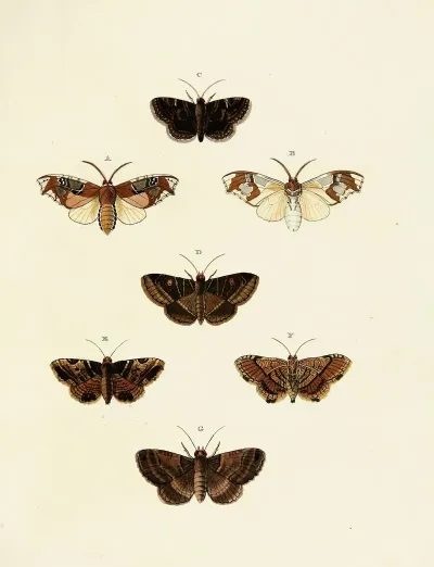 Foreign Butterflies Occurring In The Three Continents Asia Africa And America Pl 151