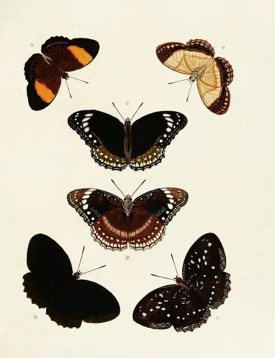 Foreign Butterflies Occurring In The Three Continents Asia Africa And America Pl 154
