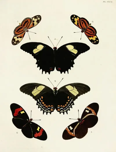 Foreign Butterflies Occurring In The Three Continents Asia Africa And America Pl 155