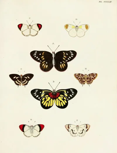 Foreign Butterflies Occurring In The Three Continents Asia Africa And America Pl 157