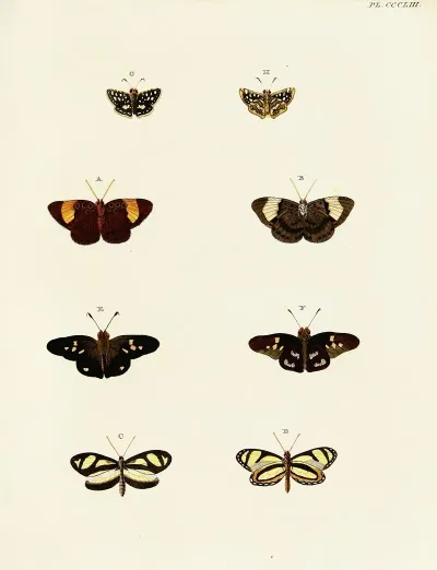 Foreign Butterflies Occurring In The Three Continents Asia Africa And America Pl 158