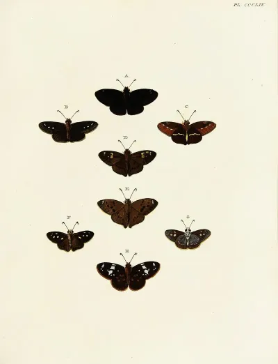 Foreign Butterflies Occurring In The Three Continents Asia Africa And America Pl 159