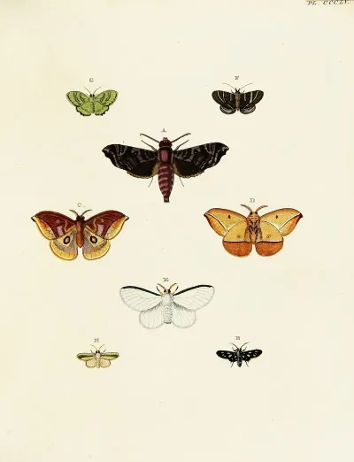 Foreign Butterflies Occurring In The Three Continents Asia Africa And America Pl 160