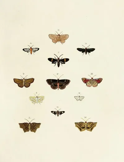 Foreign Butterflies Occurring In The Three Continents Asia Africa And America Pl 162