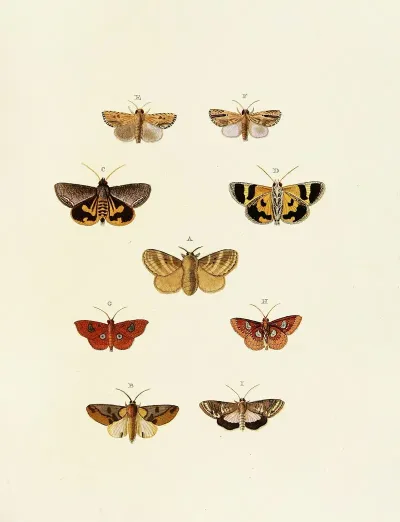 Foreign Butterflies Occurring In The Three Continents Asia Africa And America Pl 163