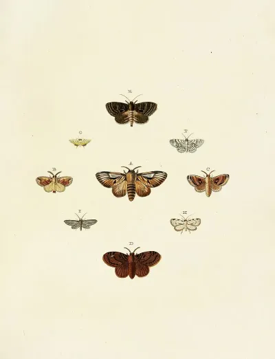 Foreign Butterflies Occurring In The Three Continents Asia Africa And America Pl 164