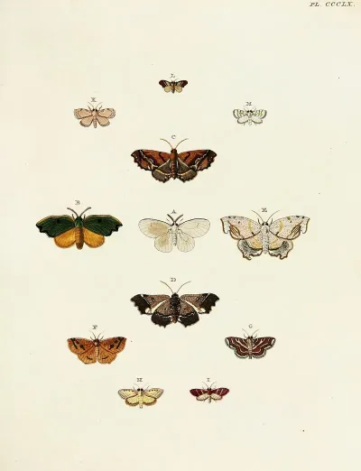 Foreign Butterflies Occurring In The Three Continents Asia Africa And America Pl 165