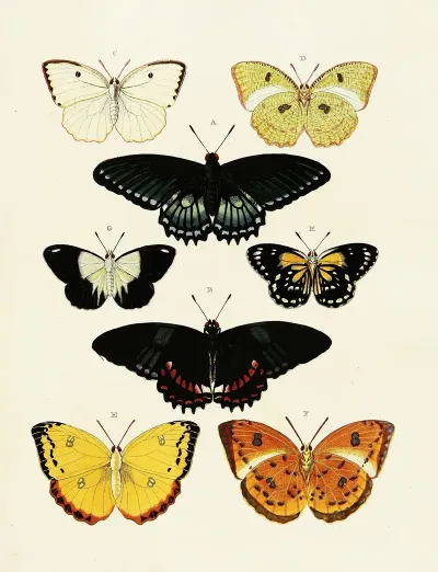 Foreign Butterflies Occurring In The Three Continents Asia Africa And America Pl 166